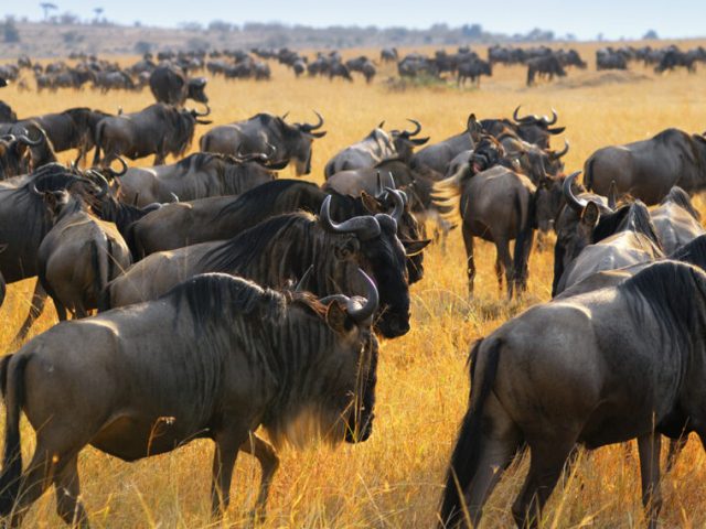 Maasai Mara National Reserve