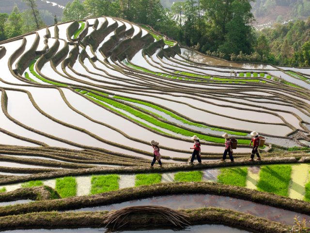 Travel info for Yuanyang Rice Terraces in China