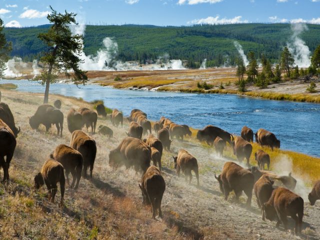 Travel info for visiting Yellowstone National Park